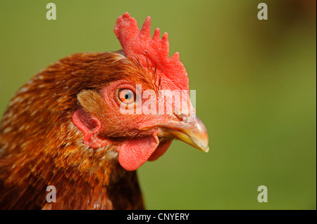 Les oiseaux domestiques (Gallus gallus f. domestica), Hen, portrait, Allemagne Banque D'Images