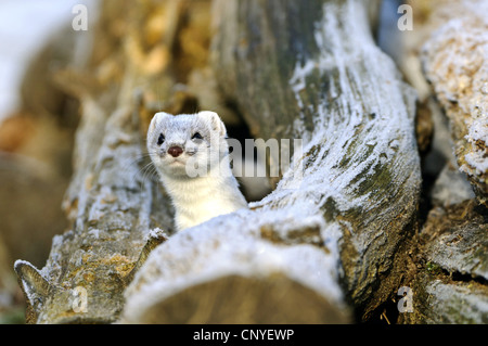 L'hermine, hermine (Mustela erminea), en fourrure d'hiver, l'ALLEMAGNE, Basse-Saxe Banque D'Images