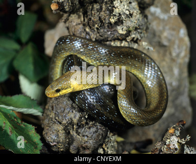 Aesculapian snake (Elaphe longissima, Zamenis longissimus), reposant sur un rocher, Allemagne Banque D'Images