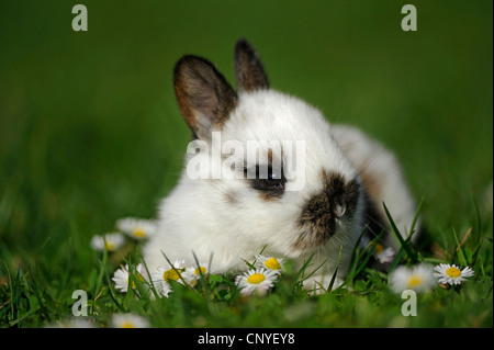 Lapin domestique (Oryctolagus cuniculus f. domestica), bunny couché dans un pré, Allemagne Banque D'Images