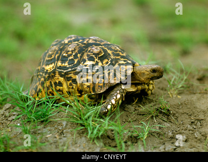 Tortue léopard (Geochelone pardalis), dans l'herbe Banque D'Images