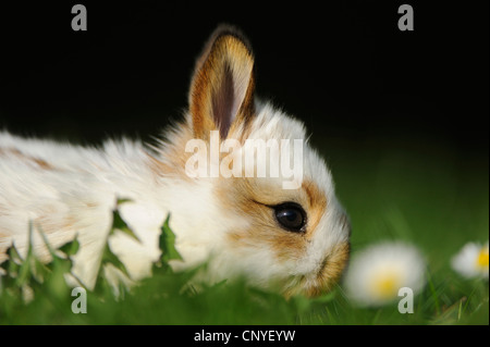 Lapin domestique (Oryctolagus cuniculus f. domestica), bunny couché dans un pré, Allemagne Banque D'Images