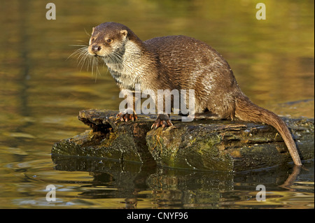 La loutre d'Europe, loutre d'Europe, la loutre (Lutra lutra), assis sur le bois mort dans l'eau, de l'ALLEMAGNE, Basse-Saxe Banque D'Images