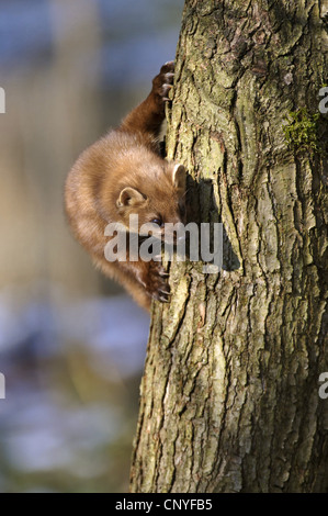 European martre des pins (Martes martes), grimper sur un arbre, l'ALLEMAGNE, Basse-Saxe Banque D'Images