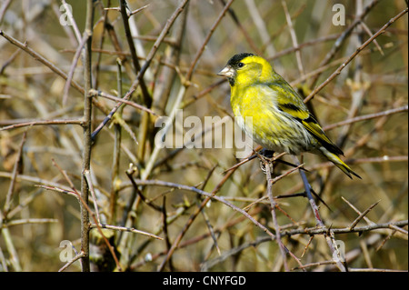 Siskin Carduelis spinus (épinette), homme assis dans un buisson, Allemagne Banque D'Images