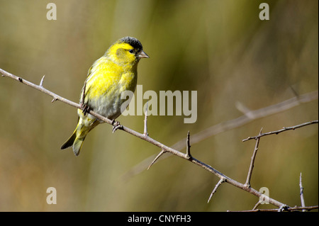 Siskin Carduelis spinus (épinette), homme assis dans un buisson, Allemagne Banque D'Images