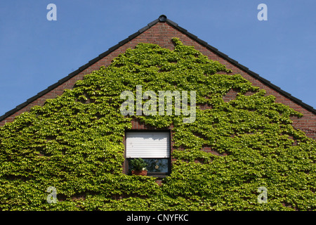 Le lierre de Boston, le japonais du Parthenocissus tricuspidata (réducteur), façade avec Boston ivy, Allemagne, Rhénanie du Nord-Westphalie Banque D'Images