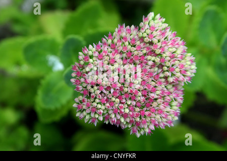 Usine à glace (Sedum spectabile, Hylotelephium spectabile), blooming, Allemagne Banque D'Images