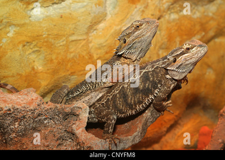 Dragon barbu (Amphibolurus barbatus, Pogona barbatus), deux dragons barbus sur une pierre Banque D'Images