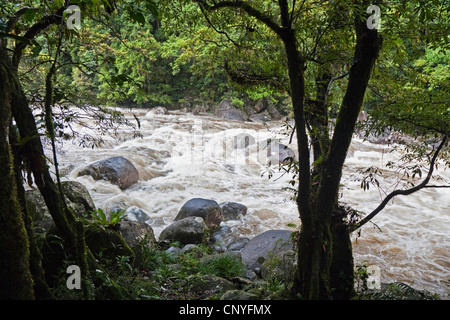 Rivière dans une forêt tropicale, l'Australie, Queensland, Mossmann Gorge National Park Banque D'Images