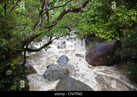 Rivière dans une forêt tropicale, l'Australie, Queensland, Mossmann Gorge National Park Banque D'Images