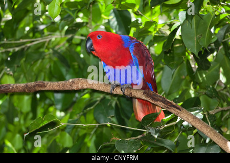 Perroquet Eclectus roratus eclectus (), assis sur une branche, l'Australie, Queensland Banque D'Images