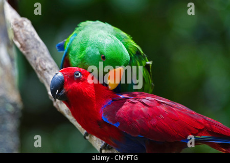 Perroquet Eclectus roratus eclectus (paire), le toilettage, l'Australie, Queensland, la péninsule du Cap York Banque D'Images