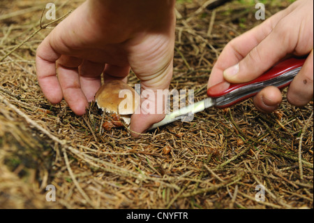 Penny bun, cep (Boletus edulis), organe de fructification étant coupé de la forêt au sol avec un couteau de poche, en Allemagne, en Bavière Banque D'Images