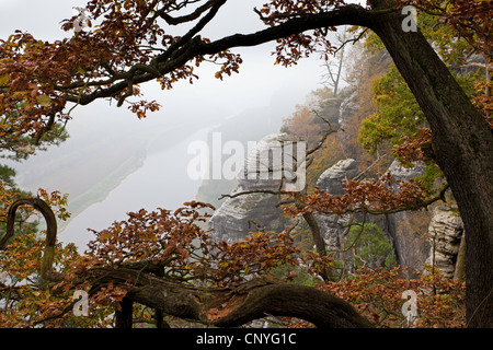 Voir à partir de la Bastei à Elbe dans le brouillard du matin, l'Allemagne, la Saxe, le Parc National de la Suisse Saxonne, Rathen Banque D'Images