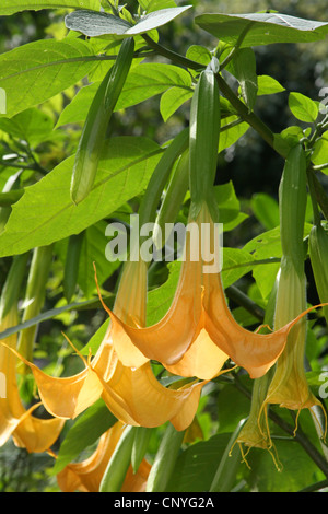 La trompette d'Ange d'or Brugmansia aurea (arbre, Datura aurea), avec des fleurs orange, en Allemagne, en Rhénanie du Nord-Westphalie Banque D'Images