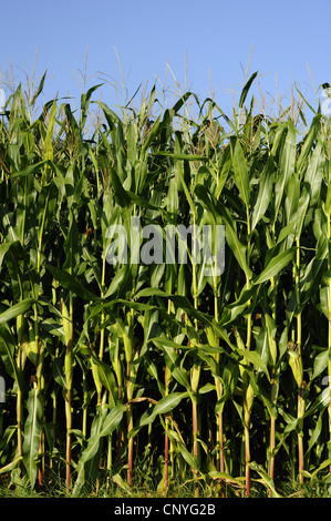 Le maïs, le maïs (Zea mays), champ de maïs, l'Allemagne, la Bavière Banque D'Images