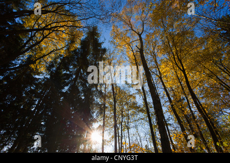 Forêt d'automne en contre-jour, l'Allemagne, Thuringe Banque D'Images