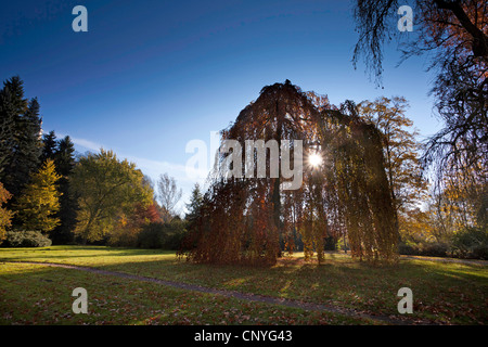 Hêtre pleureur (Fagus sylvatica 'pendula', Fagus sylvatica pendula), silhouette dans le jardin du palais Greiz, Allemagne, Thueringen Banque D'Images