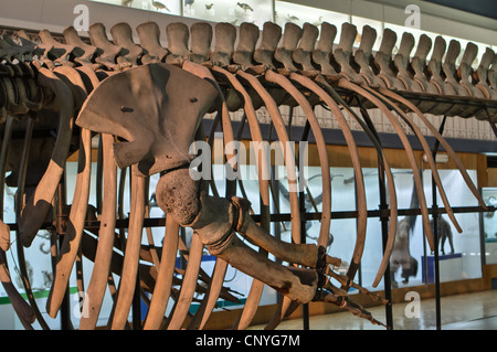 Squelette d'une baleine dans le musée d'histoire naturelle à l'Université de Wroclaw. La Pologne. Banque D'Images