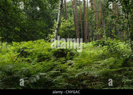 Fougère aigle (Pteridium aquilinum), sur une clairière, Allemagne, Hesse Banque D'Images