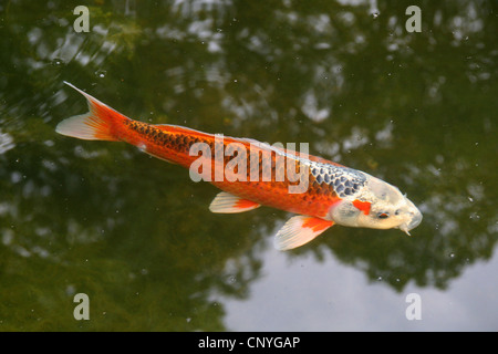 La carpe koï (Cyprinus carpio), sur la surface de l'eau, de l'Allemagne, Rhénanie du Nord-Westphalie Banque D'Images