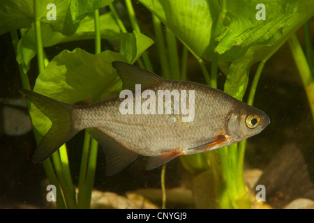 La brème d'argent, blanc dorade (Blicca bjoerkna Abramis bjoerkna), piscine, en face de l'étang des nénuphars Banque D'Images