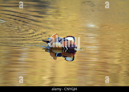 Canard mandarin (Aix galericulata), nager sur l'eau d'or, Allemagne Banque D'Images