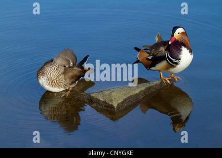 Canard mandarin (Aix galericulata), paar se reposant dans un lac, Allemagne Banque D'Images