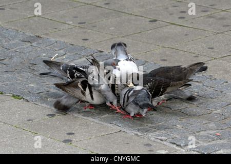 Pigeon domestique (Columba livia domestica) f., sur un trottoir de bec du fourrage, Allemagne, Rhénanie du Nord-Westphalie Banque D'Images