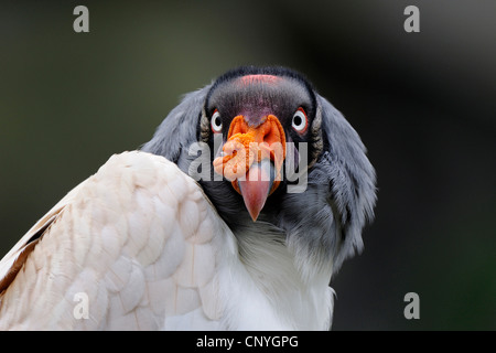 Vautour pape (Sarcorhamphus papa), portrait Banque D'Images