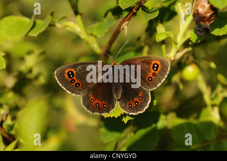 Arran brown, Erebia ligea (un papillon), assis sur une feuille, Allemagne Banque D'Images