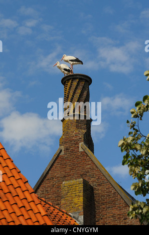 Cigogne Blanche (Ciconia ciconia), deux sur la vieille cheminée, Pays-Bas, Sluis Banque D'Images