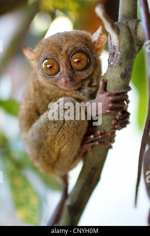 Tarsier des Philippines (Tarsius syrichta), une séance d'une succursale, Philippines Banque D'Images