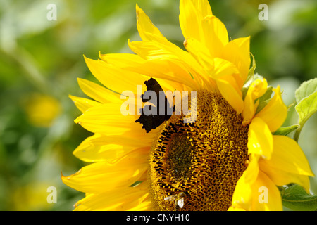 Virgule (Polygonia c-album, Virgule c-album, Nymphalis c-album), d'un tournesol, de l'Allemagne, la Bavière Banque D'Images