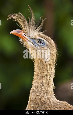 Red-legged seriema (Cariama cristata), porrait Banque D'Images