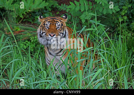 Tigre de Sumatra (Panthera tigris sumatrae), assis dans le bosquet Banque D'Images