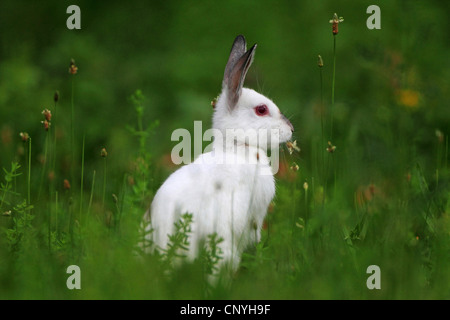 Lapin de garenne (Oryctolagus cuniculus), albino Banque D'Images