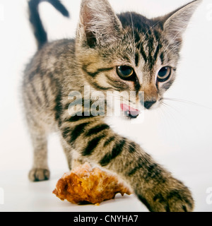 Chat domestique, le chat domestique (Felis silvestris catus). f, kitty avec cuisse de poulet de lécher son museau Banque D'Images