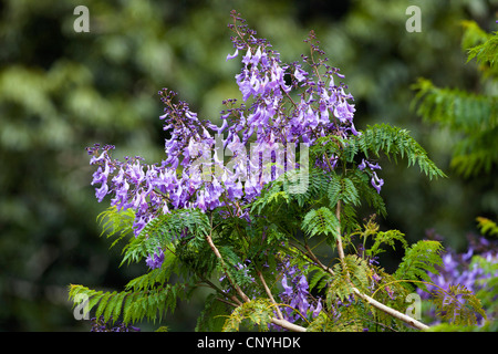 (Jacaranda Jacaranda mimosifolia), la floraison, l'Australie, Queensland, Atherton Banque D'Images