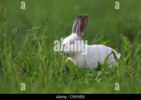 Lapin de garenne (Oryctolagus cuniculus), alimentation albinos Banque D'Images