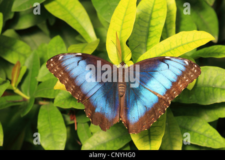 Morpho peleides morpho (bleu), assis sur une plante Banque D'Images