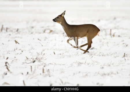 Le chevreuil (Capreolus capreolus), le département de l'exécution sur terrain subble couverte de neige Banque D'Images