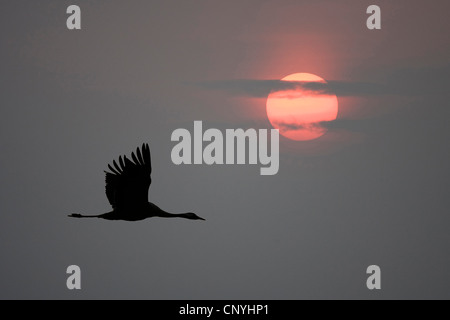 Grue cendrée grue eurasienne, (Grus grus), silhouette d'un battant birt face au soleil couchant, la Suède Banque D'Images