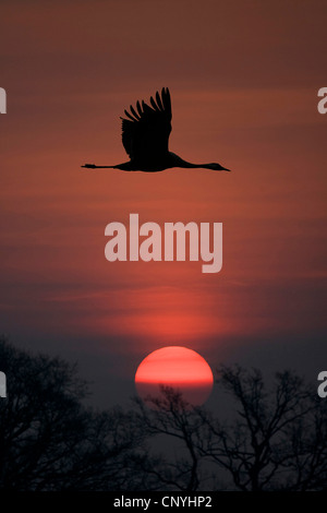 Grue cendrée grue eurasienne, (Grus grus), silhouette d'un battant birt face au soleil couchant, la Suède Banque D'Images