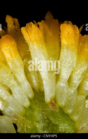 Marguerite commune, pelouse, Daisy Daisy (Anglais) Bellis perennis, macro shot de fleurs tubulaires Banque D'Images