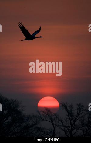 Grue cendrée grue eurasienne, (Grus grus), silhouette d'un battant birt face au soleil couchant, la Suède Banque D'Images