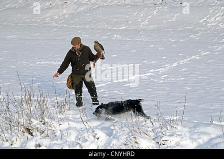 L'Autour des palombes (Accipiter gentilis), chasseur et chien de chasse et l'Autour des palombes dans la neige Banque D'Images