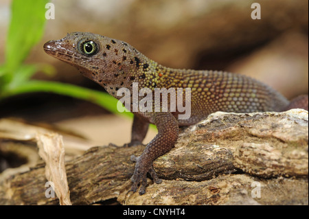 L'île de Bay, Bay Island moins Gecko gecko Gecko nain (rosaurae), assis sur une branche, le Honduras, Roatan, Bay Islands Banque D'Images