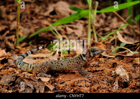 L'île de Bay, Bay Island moins Gecko gecko Gecko nain (rosaurae), assis sur le sol, le Honduras, Roatan, Bay Islands Banque D'Images